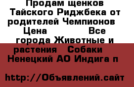 Продам щенков Тайского Риджбека от родителей Чемпионов › Цена ­ 30 000 - Все города Животные и растения » Собаки   . Ненецкий АО,Индига п.